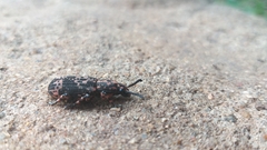 Xylinada