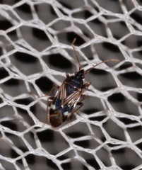 Paramyocara punctatum