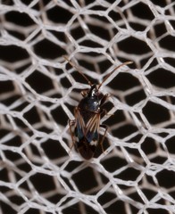 Paramyocara punctatum