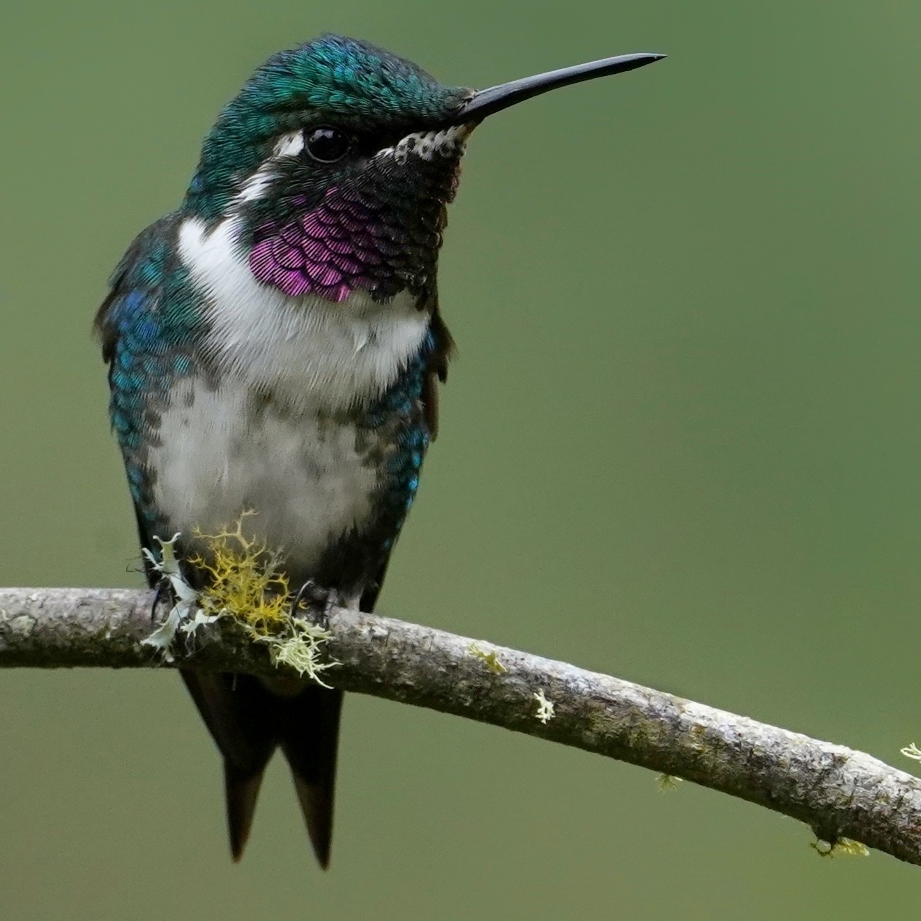 White-bellied Woodstar (Chaetocercus mulsant), photo 5