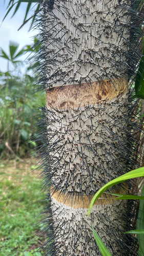 Bactris gasipaes, photograph 4
