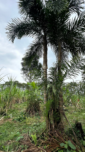 peach-palm (Bactris gasipaes)