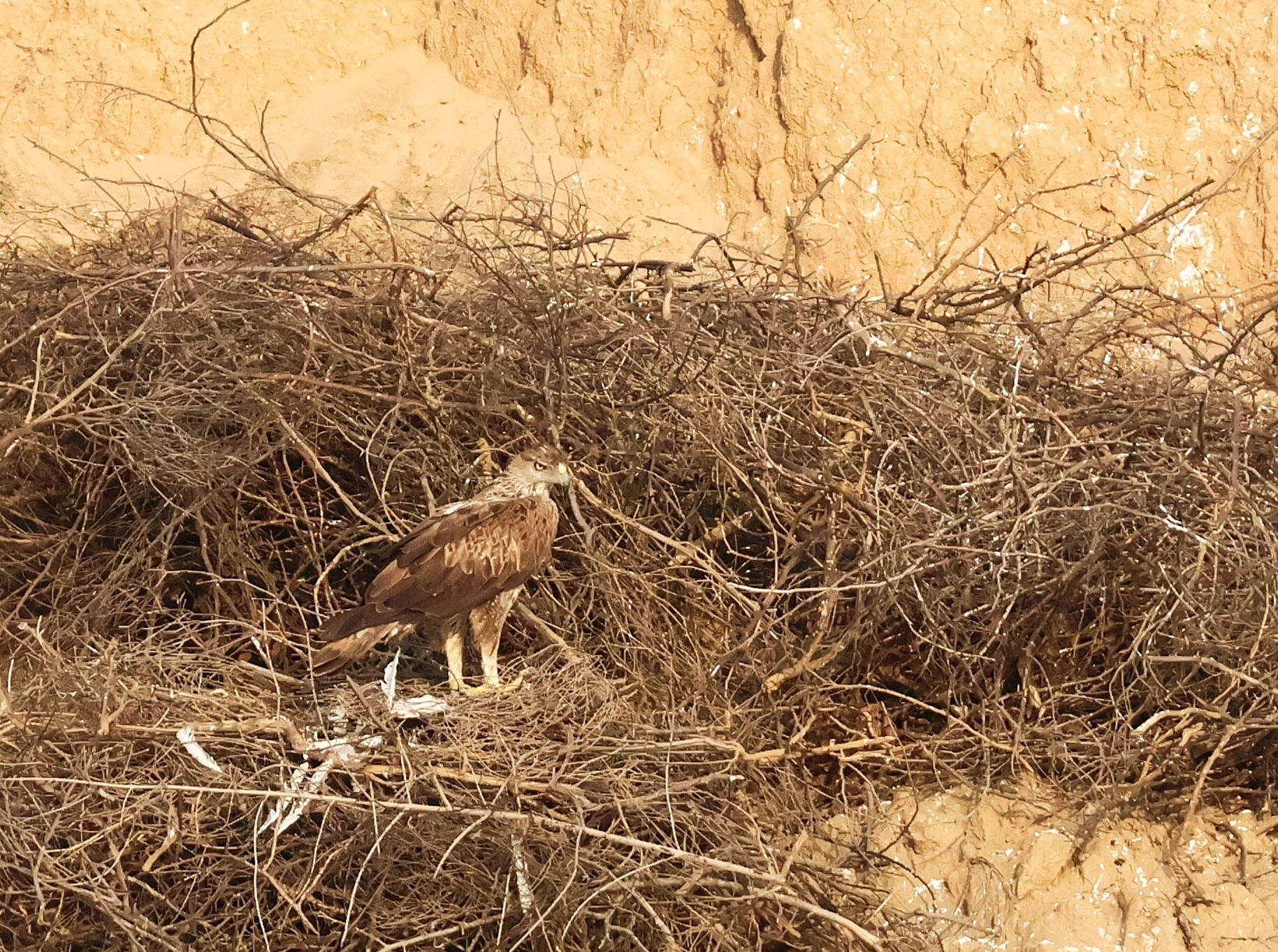 Bonelli's Eagle (Aquila fasciata), photo 6