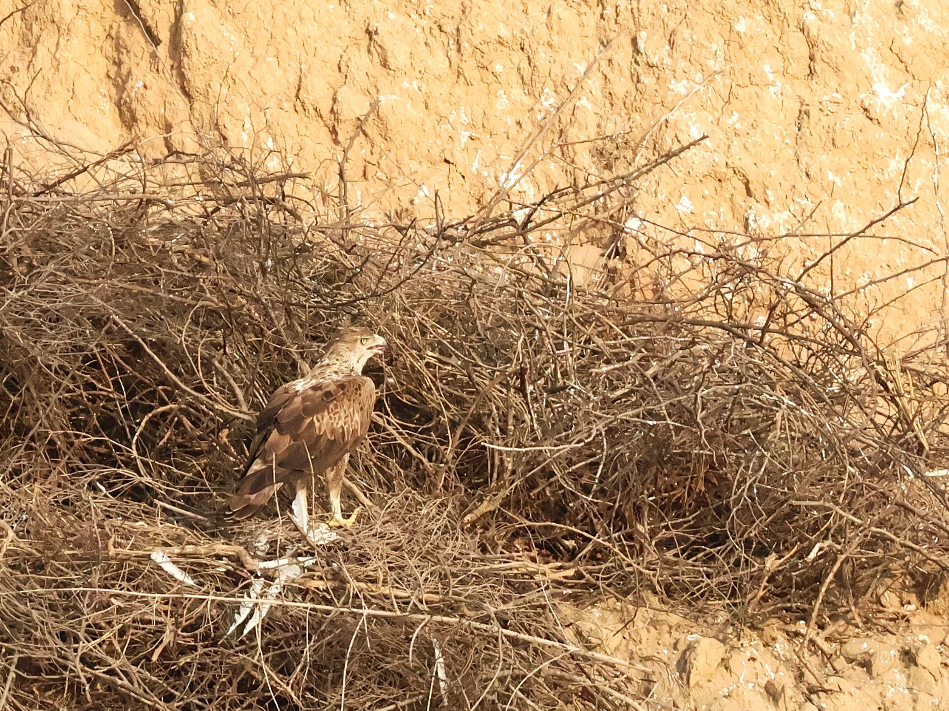 Bonelli's Eagle (Aquila fasciata), photo 5