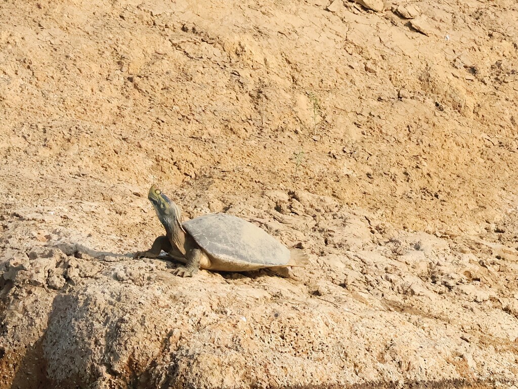 Red-crowned Roofed Turtle