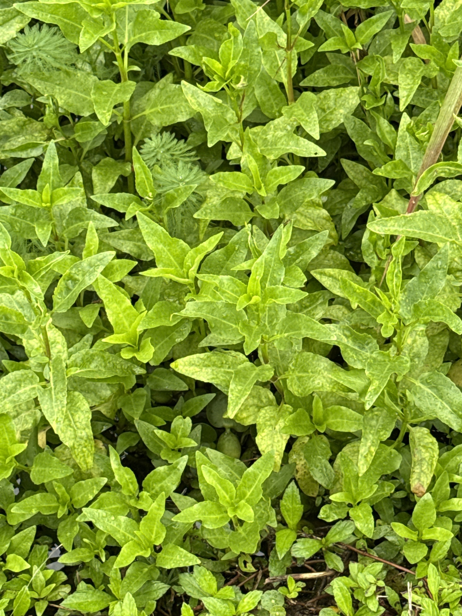 Gymnocoronis Spilanthoides (Gymnocoronis spilanthoides)