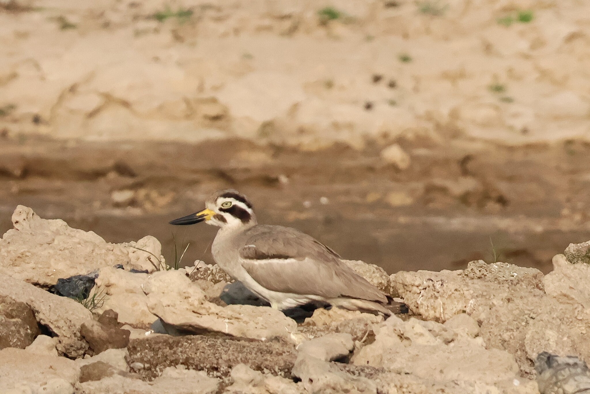 Great Stone-curlew (Esacus recurvirostris), photo 6
