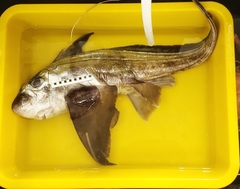 Silver Chimaera photo 2