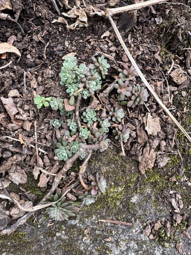 Cliff stonecrop