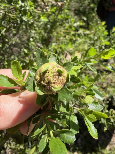 Unknown species found near Shady Oaks and Basking Ridge, CA, USA