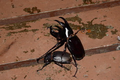 Chalcosoma