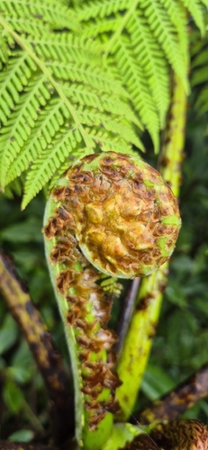 Cyathea robertsiana observed 2026-03-11