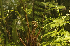 Cyathea microdonta