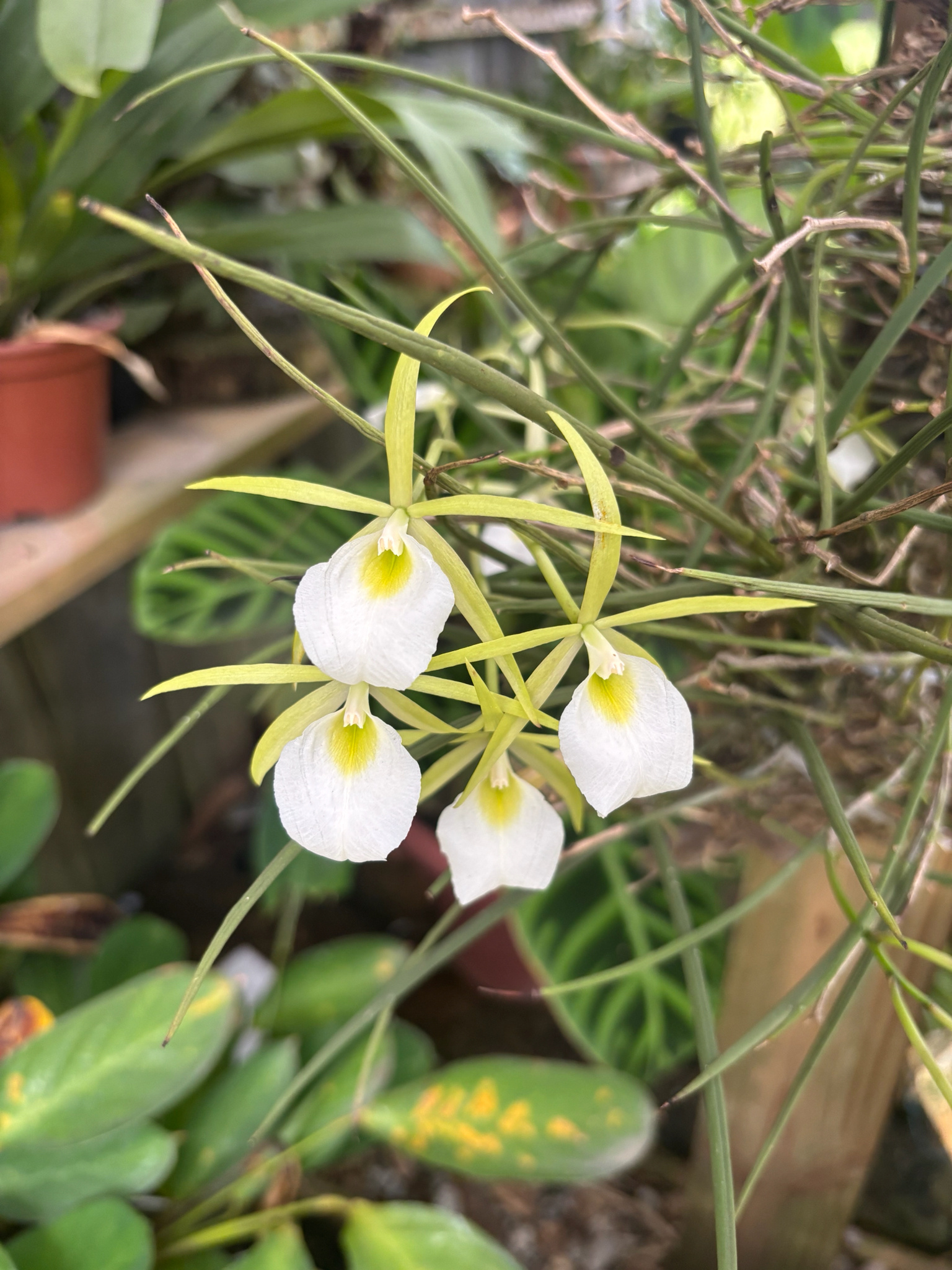 Imagem de Orquídea Cebolinha