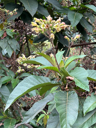 woolly ornamental tobacco (Nicotiana tomentosa)