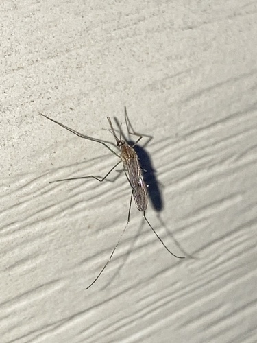 Unknown species found near Zinn Chapel Rd, Reedsville, WV, US