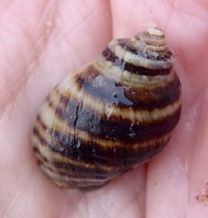Nucella emarginata