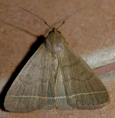 Simplicia cornicalis