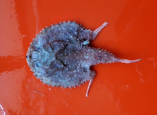Smoky deepsea batfish (Halieutaea fumosa) — Ogcocephalidae