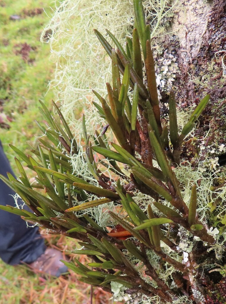 Epidendrum lancilabium Schltr. 2