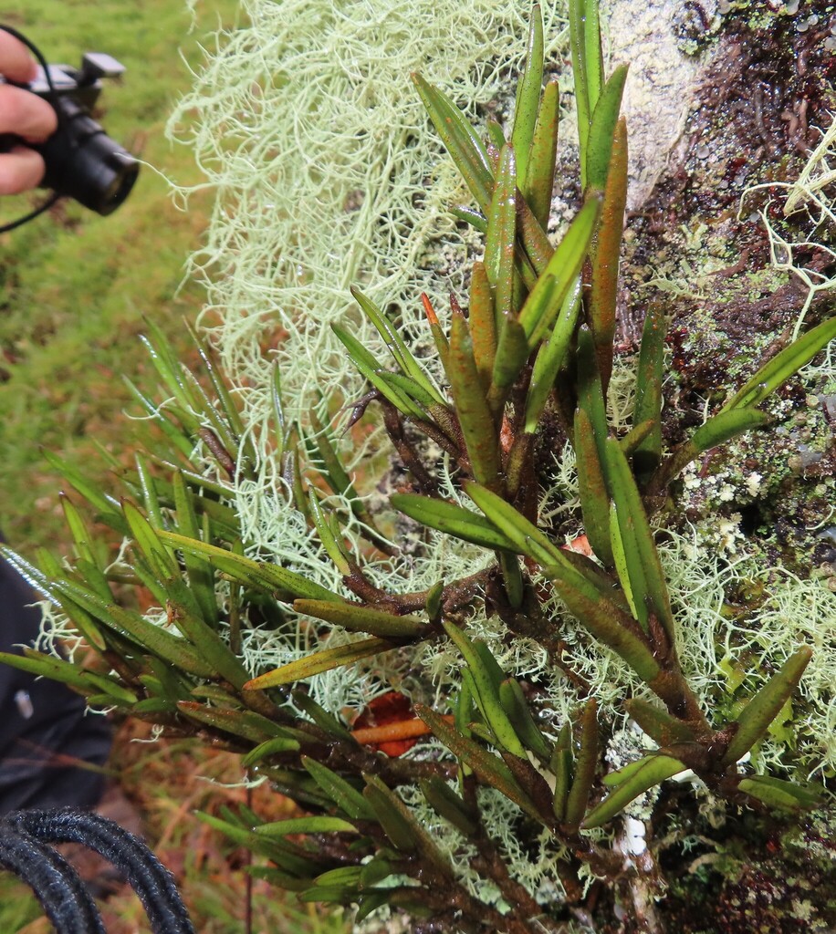 Epidendrum lancilabium Schltr. 3