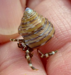 Calliostoma tricolor