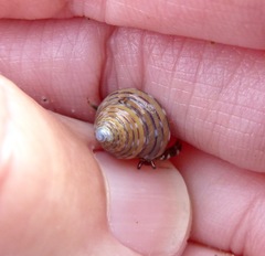 Calliostoma tricolor