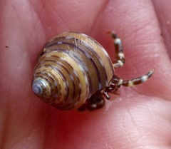 Calliostoma tricolor