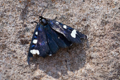 Alypiodes flavilinguis