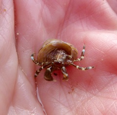 Calliostoma tricolor