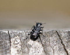 Scopodes
