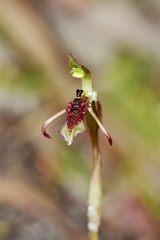 Chiloglottis curviclavia