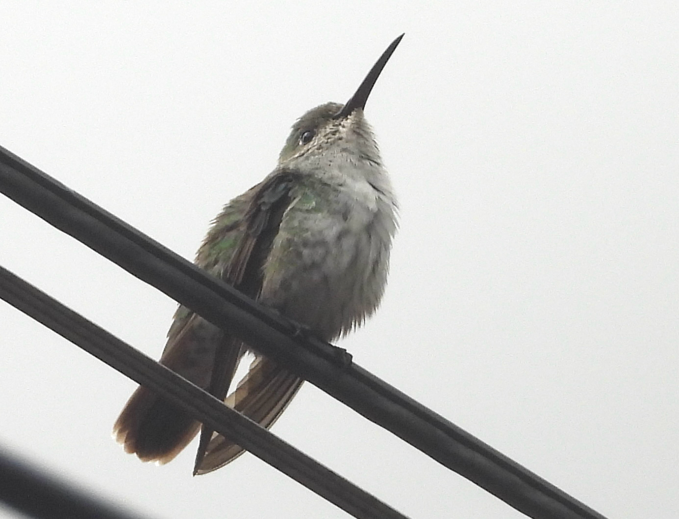 White-bellied Hummingbird (Elliotomyia chionogaster), photo 2
