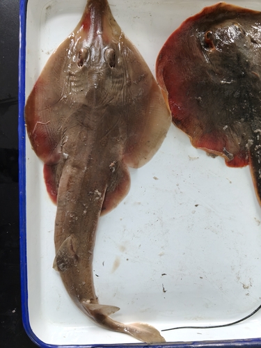 Angel guitarfish (Rhinobatos hynnicephalus) — Rhinobatidae — 3