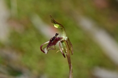 Chiloglottis curviclavia