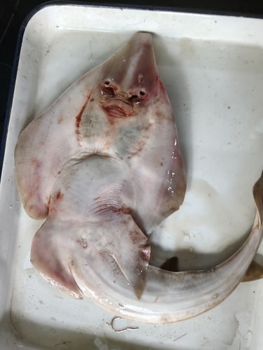 Angel guitarfish (Rhinobatos hynnicephalus) — Rhinobatidae — 4