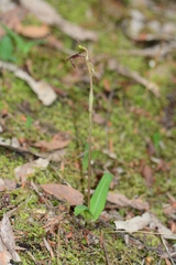 Chiloglottis curviclavia