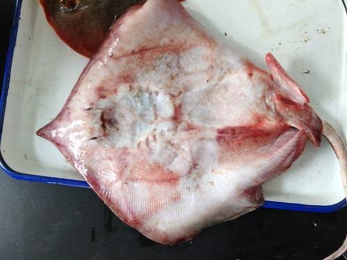 Pale-edged stingray (Telatrygon zugei) — Dasyatidae — 3