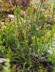 Epacris alpina
