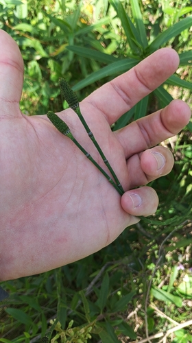 Southern Giant Horsetail