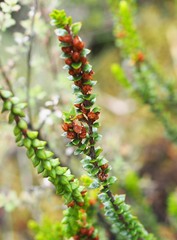 Epacris alpina
