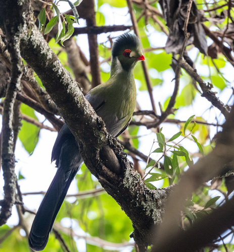 White-cheeked Turaco