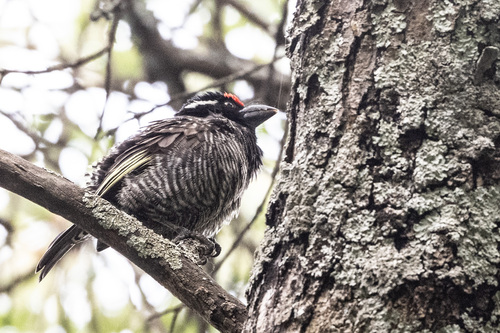 Banded Barbet