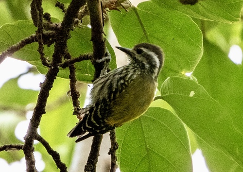 Abyssinian Woodpecker