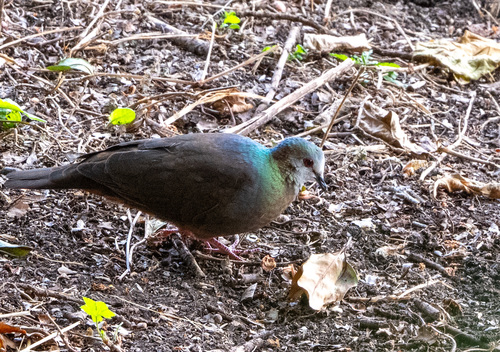 Lemon Dove