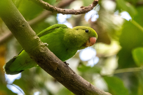 Black-winged Lovebird
