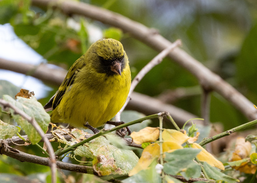 African Citril