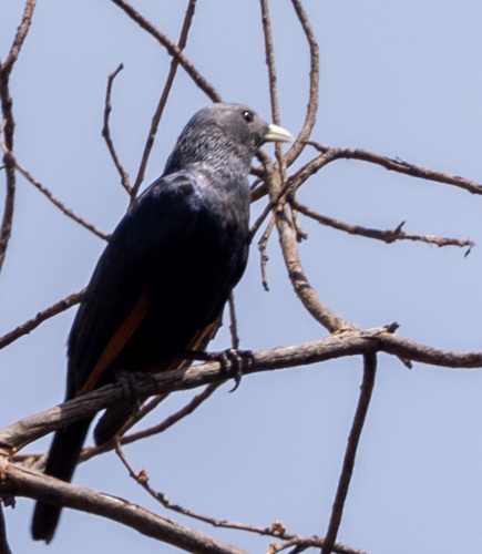 White-billed Starling