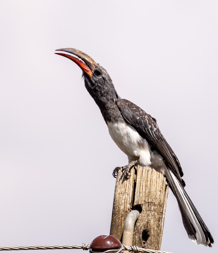 Hemprich's Hornbill