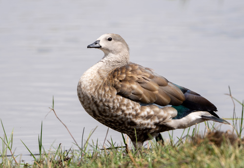 Blue-winged Goose
